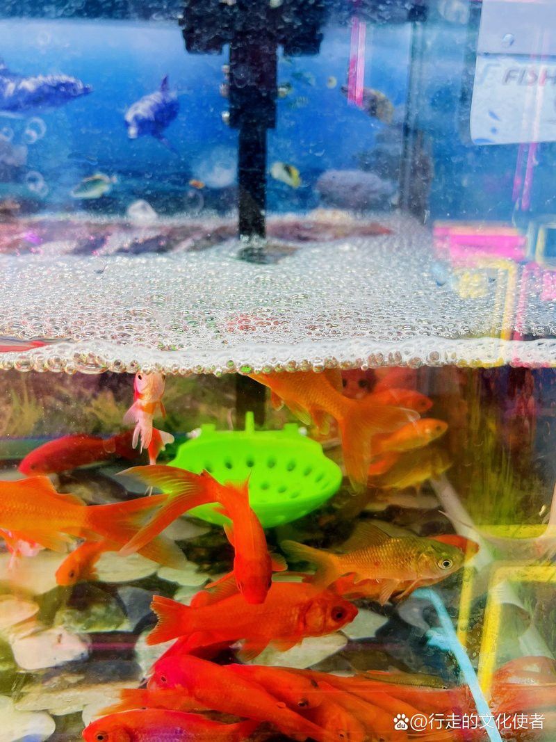 新余龍魚專賣店