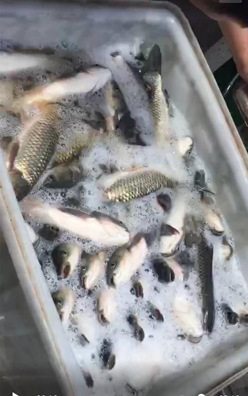 龍魚飼料魚消毒方法圖片