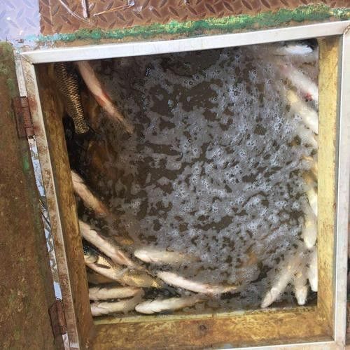 龍魚飼料魚消毒方法圖片