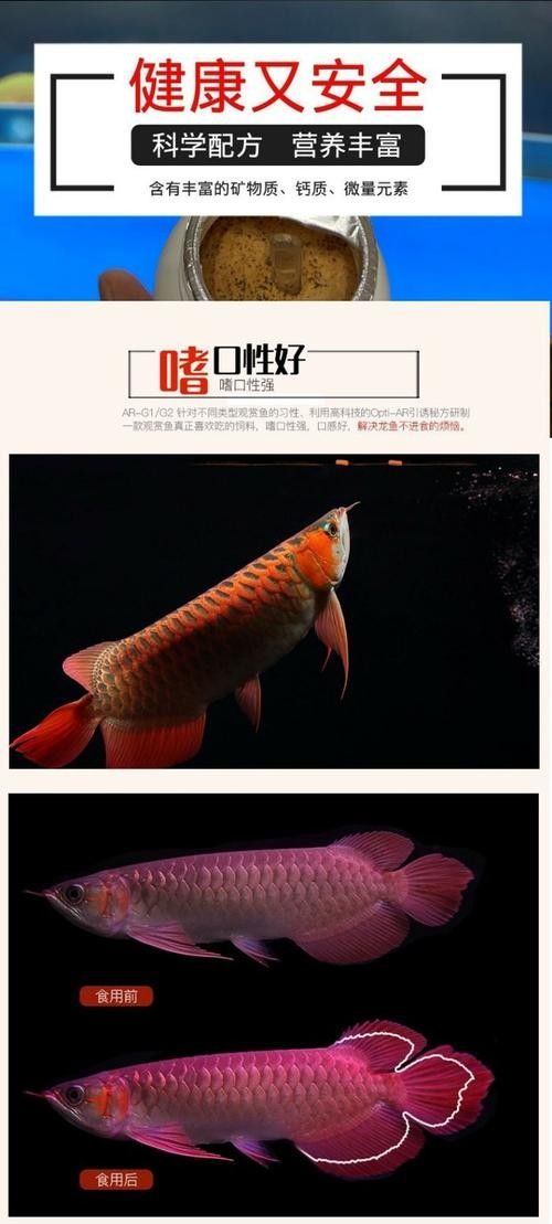 龍魚飼料魚消毒方法圖片