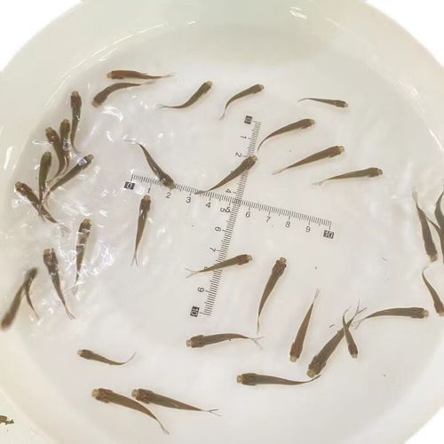 龍魚飼料魚消毒方法圖片