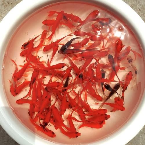 龍魚飼料魚消毒方法圖片
