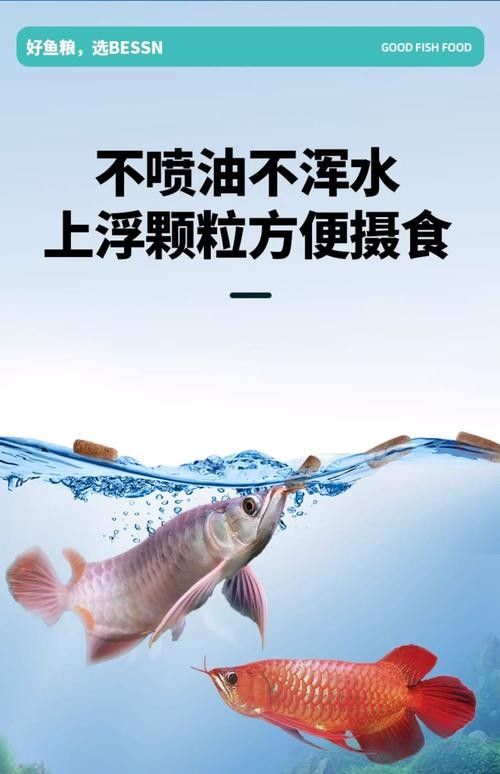 龍魚飼料魚消毒方法圖片