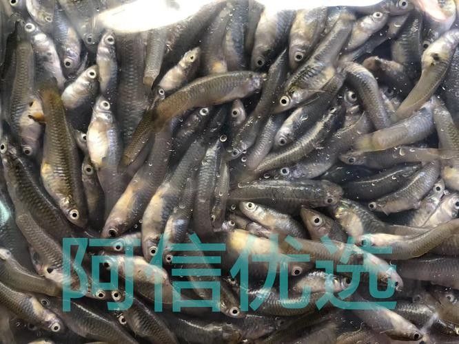 龍魚飼料魚消毒方法圖片