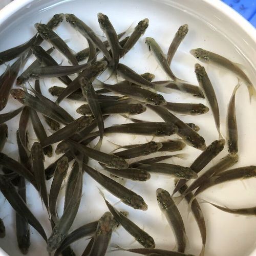 龍魚飼料魚消毒方法圖片