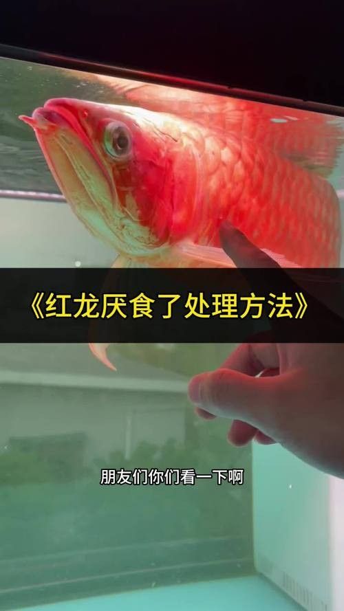 龍魚飼料魚消毒方法圖片