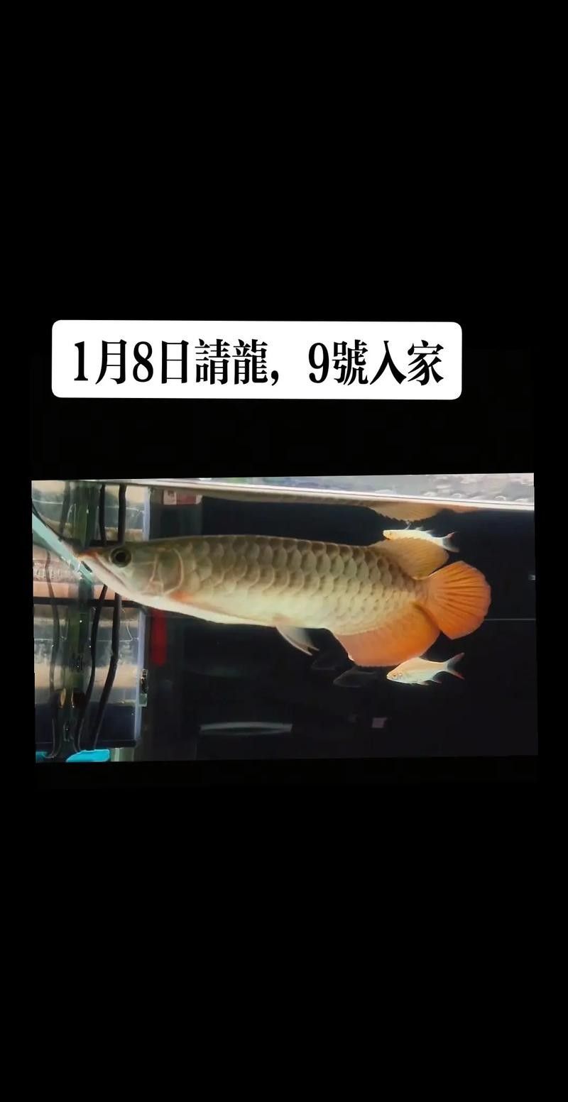 龍魚飼料魚消毒方法圖片