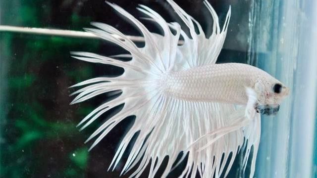白色的龍魚長什么樣圖片