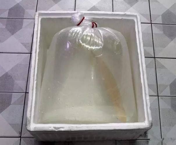 白色的龍魚長什么樣圖片