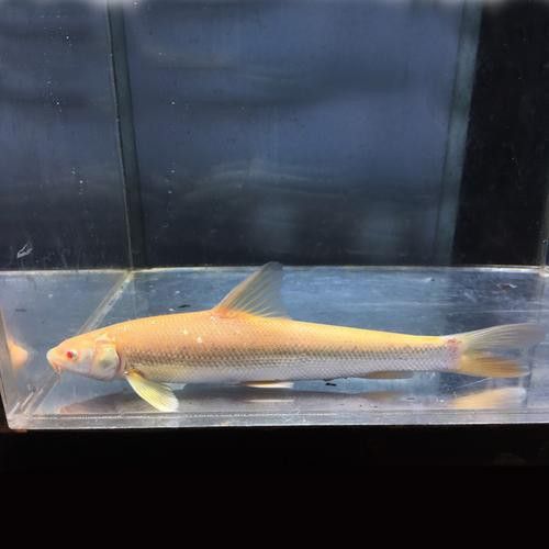 白色的龍魚長什么樣圖片