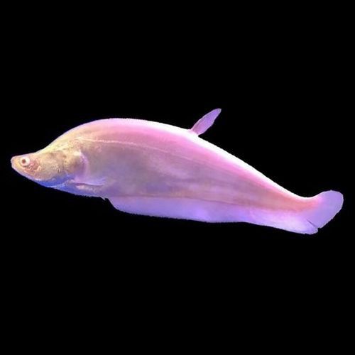 白色的龍魚長什么樣圖片