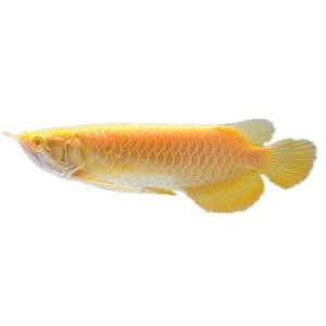 白色的龍魚長什么樣圖片