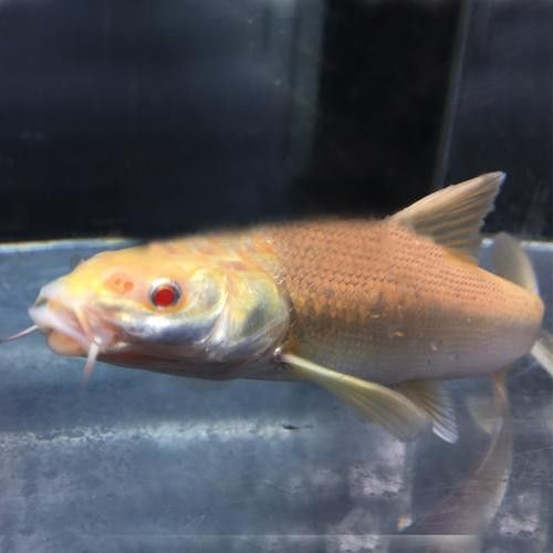 白色的龍魚長什么樣圖片