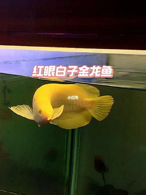 白色的龍魚長什么樣圖片