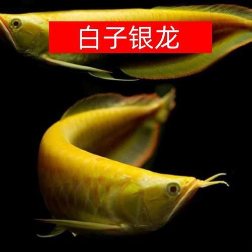 白色的龍魚長什么樣圖片