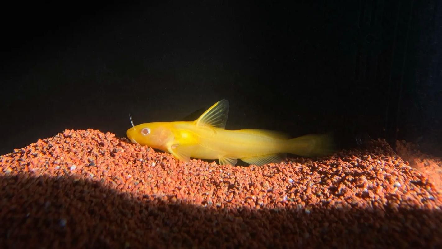 白色的龍魚長什么樣圖片