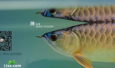 龍魚慢養和壓養的區別是什么龍魚慢養和壓養的區別是什么：龍魚慢養和壓養的區別