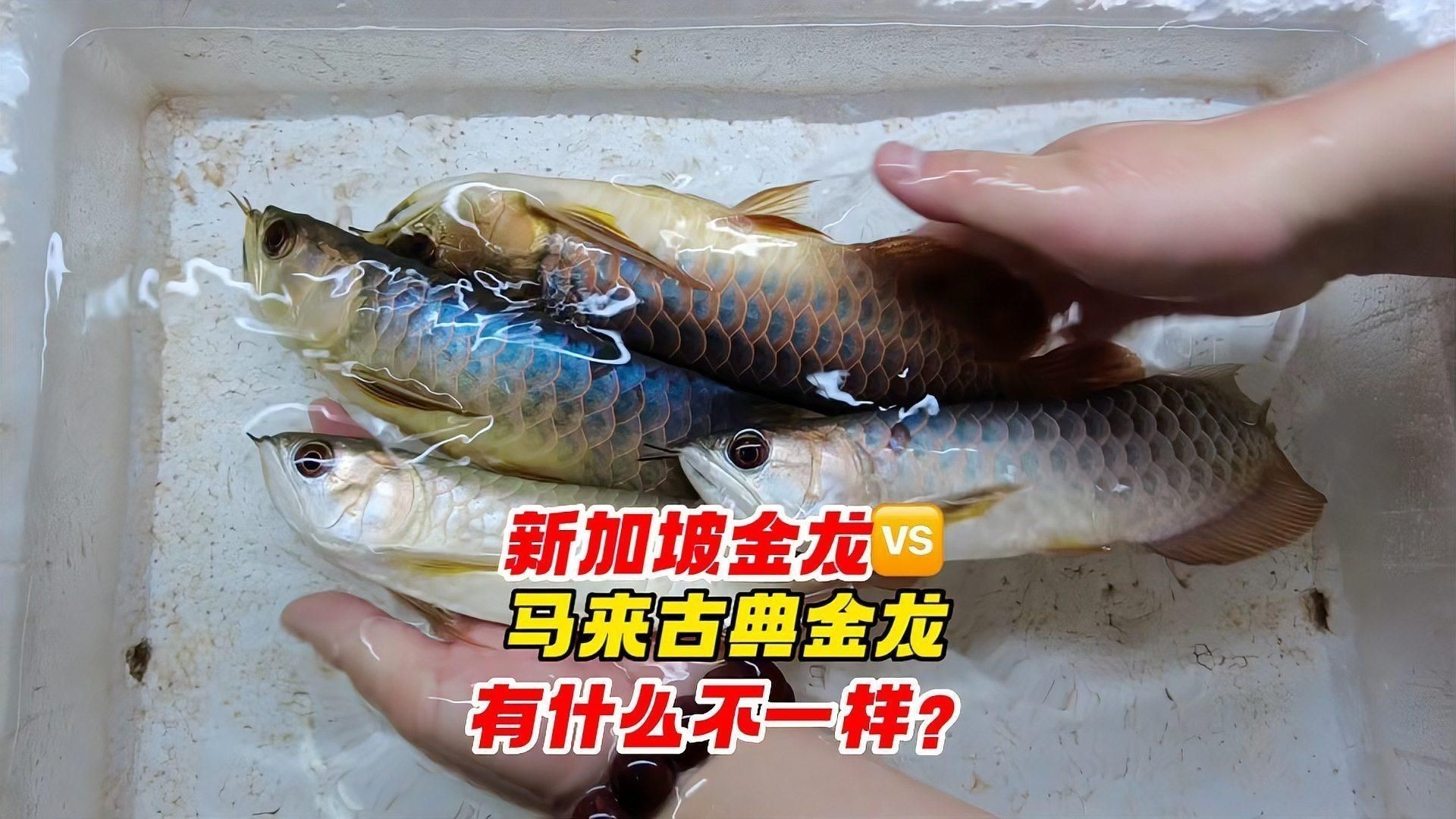 馬來西亞和新加坡龍魚哪個好