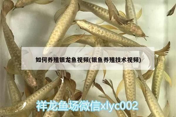銀古魚苗最佳光照強度：銀古魚和銀鯧幼魚的光照需求