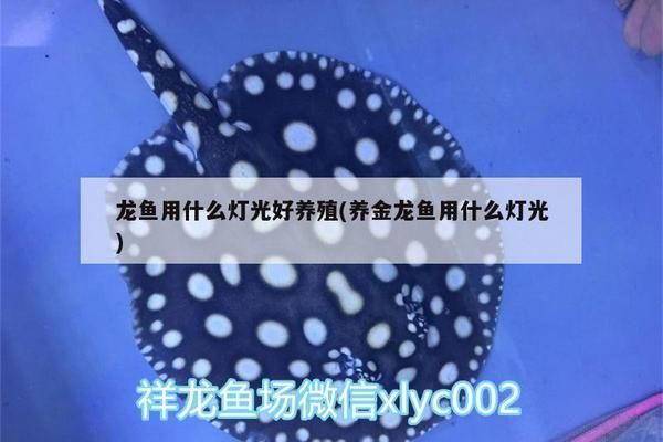 銀古魚苗最佳光照強度：銀古魚和銀鯧幼魚的光照需求