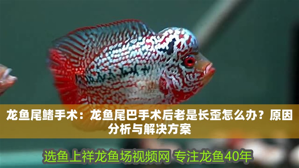 龍魚尾鰭手術：龍魚尾巴手術后老是長歪怎么辦？原因分析與解決方案