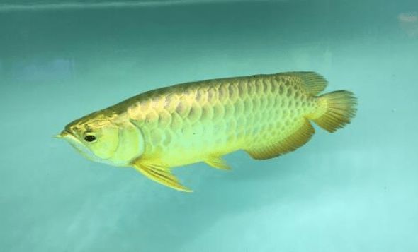 龍魚屬于國家保護動物嗎：龍魚屬于國家保護動物嗎？