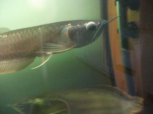 金龍魚背上白色絲狀物：金龍魚背上出現(xiàn)白色絲狀物可能是多種原因引起的，請注意處理