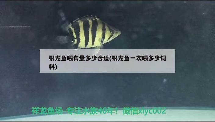 銀龍魚苗飼料喂食頻率指南：銀龍魚苗喂食頻率指南 銀龍魚苗飼料喂食頻率指南：銀龍魚苗喂食頻率指南 龍魚百科 第4張
