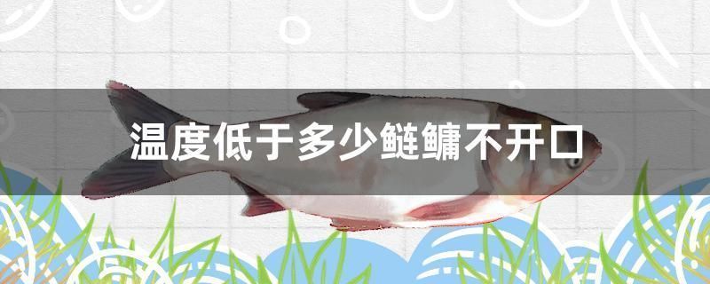 申古銀版魚耐受溫度極限：申古銀版魚與銀龍魚的區(qū)別，