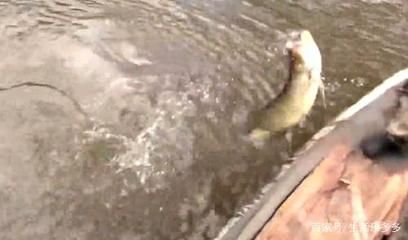 金龍魚浮出水面是什么原因：金龍魚浮出水面可能有多種原因