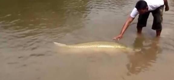 金龍魚浮出水面是什么原因：金龍魚浮出水面可能有多種原因