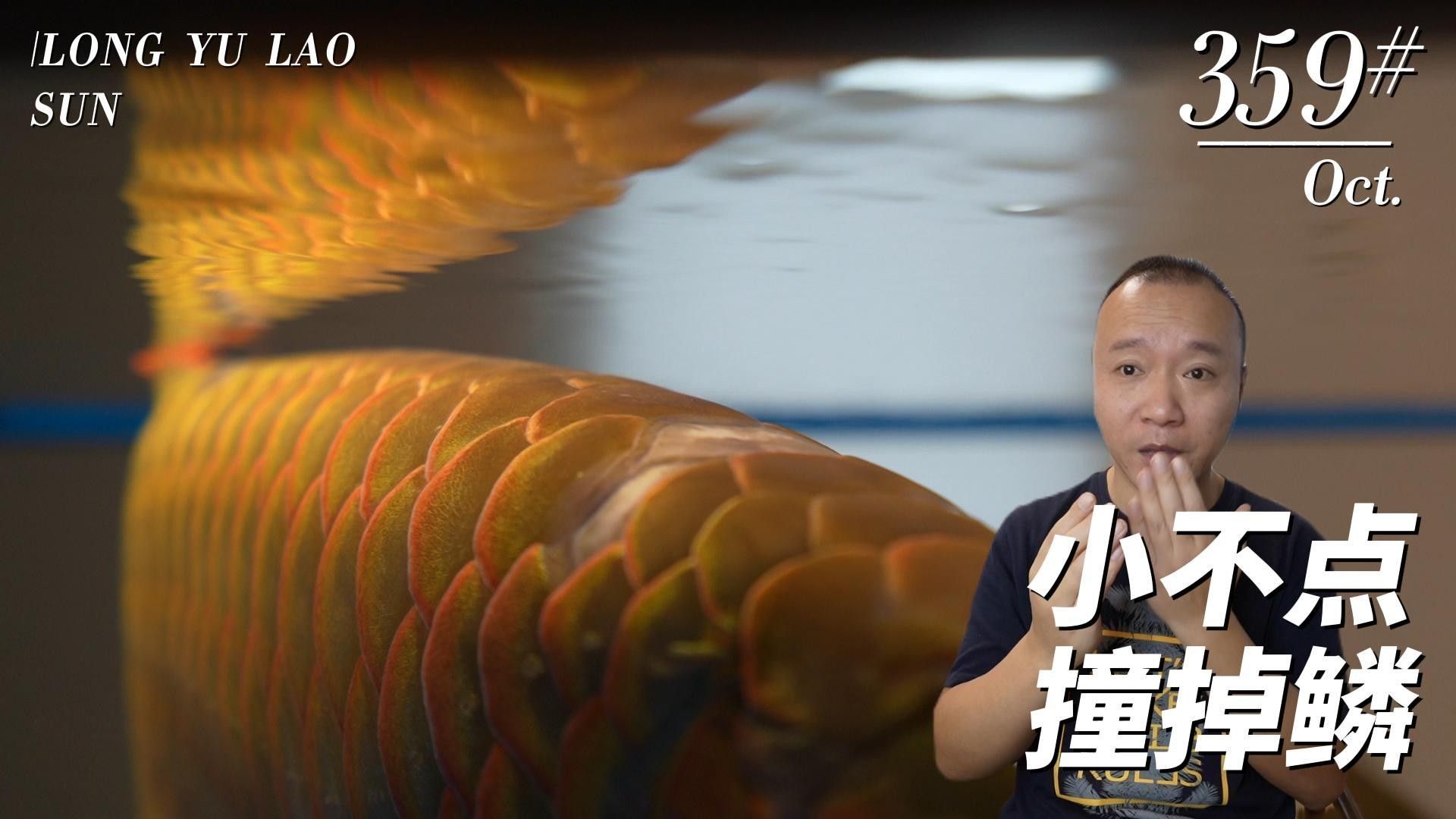 龍魚撞缸后應(yīng)該如何處理？ 龍魚撞缸后應(yīng)該如何處理？ 龍魚百科 第1張