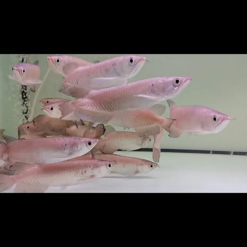哪里可以購買到星點龍魚？