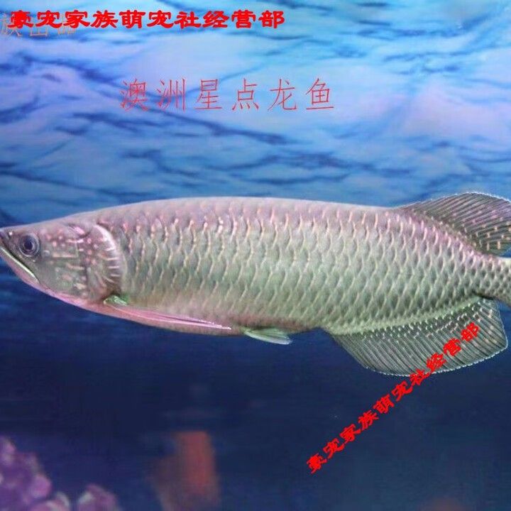 哪里可以購買到星點龍魚？
