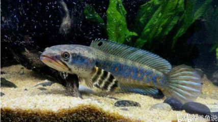 龍魚的智商相當于人類幾歲：金龍魚的智商相當于人類5歲左右，