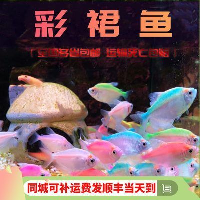 虎皮魚(yú)和曼龍魚(yú)能一起養(yǎng)嗎【如何判斷虎皮魚(yú)和曼龍魚(yú)是否適合混養(yǎng)】