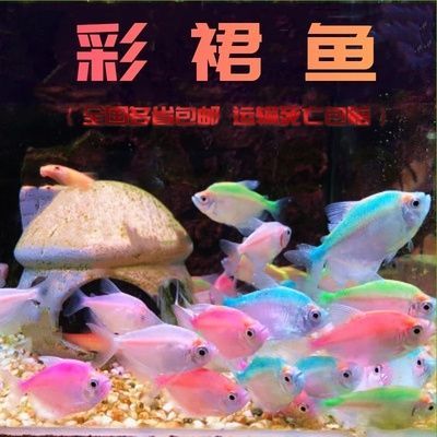 虎皮魚(yú)和曼龍魚(yú)能一起養(yǎng)嗎【如何判斷虎皮魚(yú)和曼龍魚(yú)是否適合混養(yǎng)】