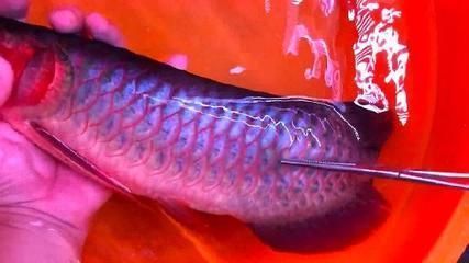 龍魚缸多少度最合適養魚