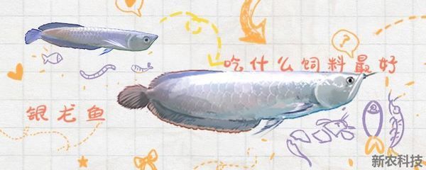 銀龍魚活餌與合成餌對比：銀龍魚活餌與合成餌的對比