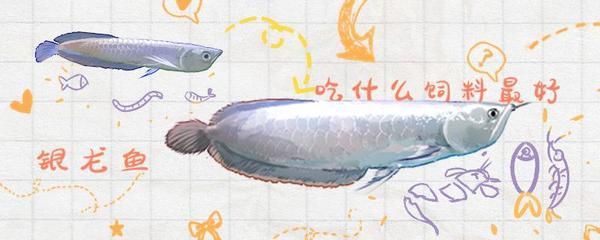 銀龍魚活餌與合成餌對比：銀龍魚活餌與合成餌的對比