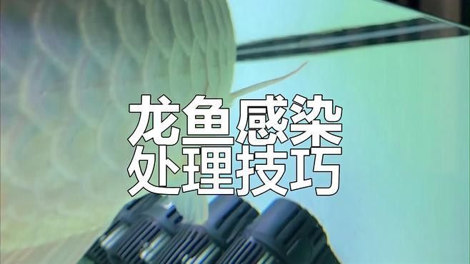 龍魚(yú)細(xì)菌感染的最佳治療周期