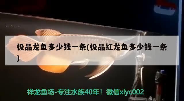 極品龍魚價格表大全：極品龍魚價格受多種因素影響，紅龍魚價格受多種因素影響