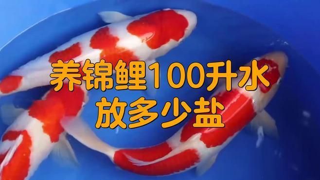 錦鯉身體發紅充血需要下多少鹽？