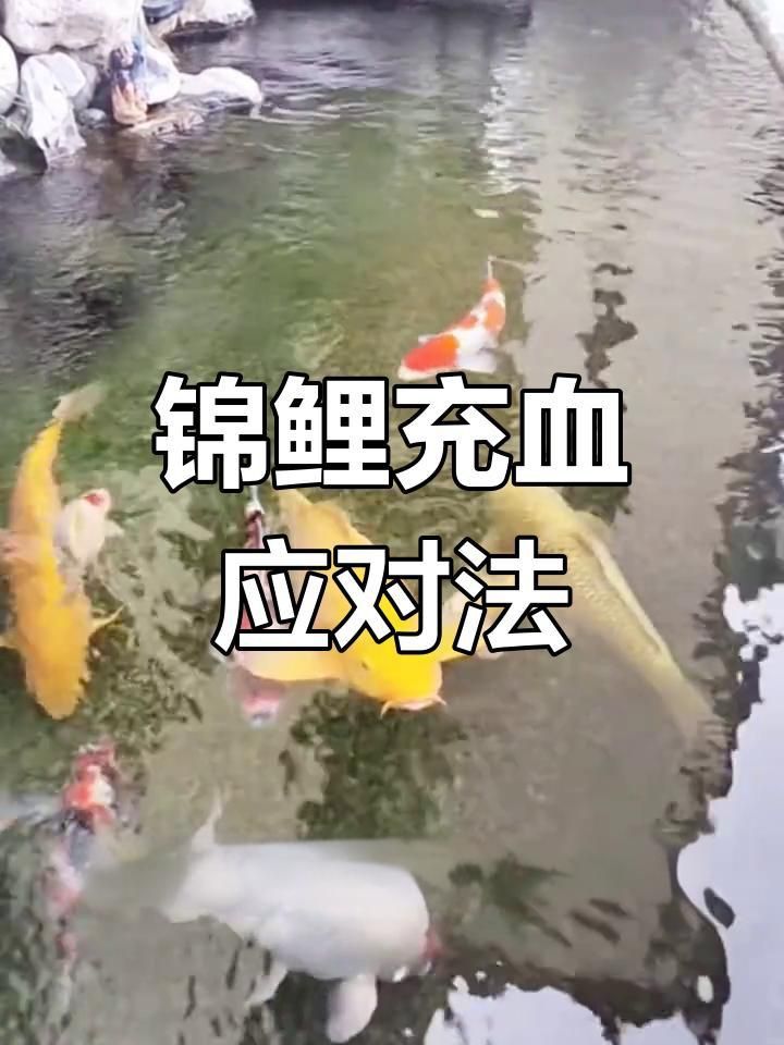 錦鯉身體發紅充血需要下多少鹽？