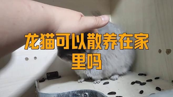 龍貓散養還是籠養好