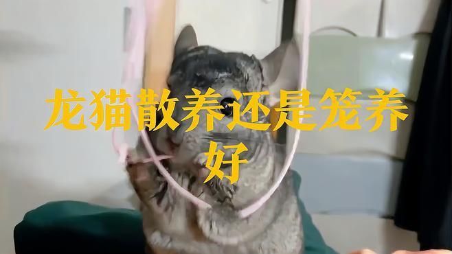 龍貓散養還是籠養好