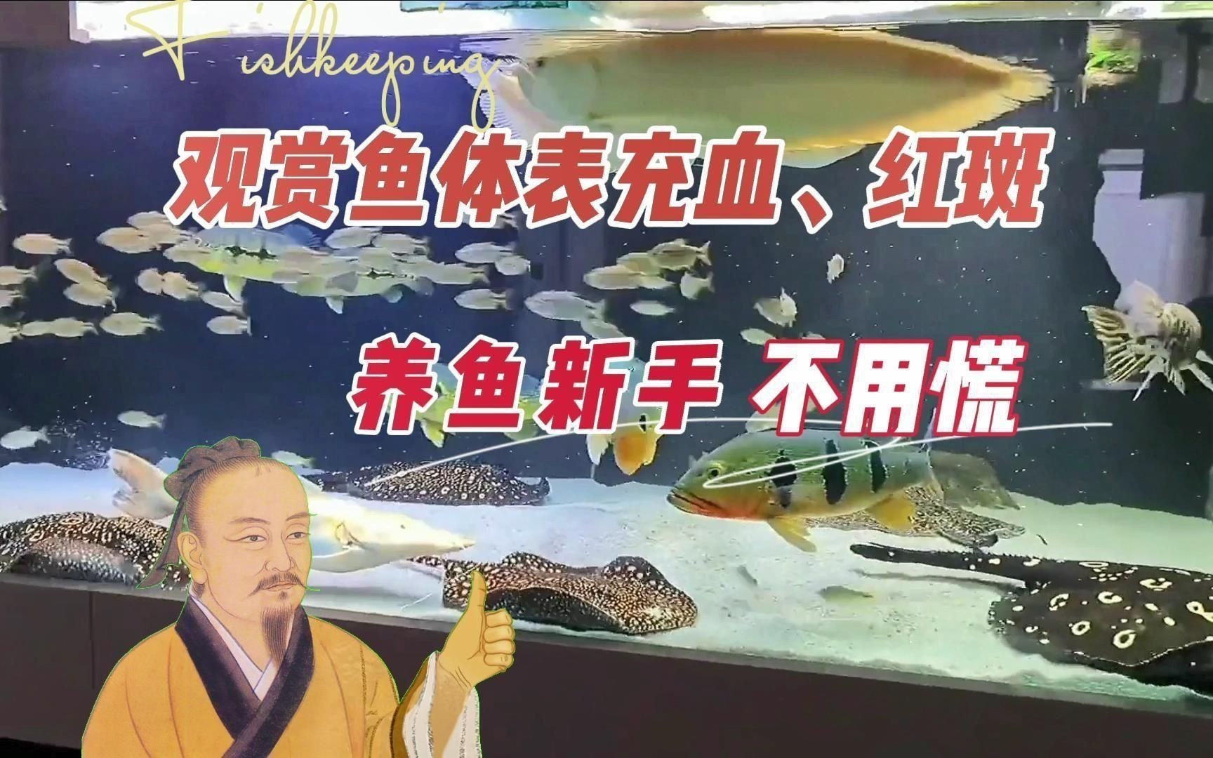 魚(yú)身體滲血發(fā)紅會(huì)自愈嗎？