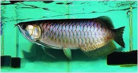 布奇美拉龍魚好嗎怎么養：布奇美拉龍魚的養護方法