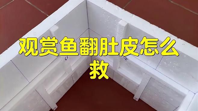 龍魚翻肚后多久開始搶救最佳？