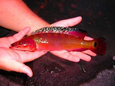 金龍魚耐受的最低溫度【金龍魚耐受的最低溫度在22℃左右，耐受的最低溫度在22℃左右】
